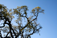 Visitors' Oak in Springtime