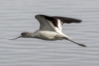 American Avocet (Recurvirostra americana) in Flight