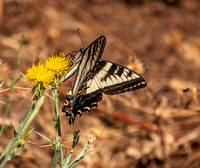 Pale Swallowtail Butterfly (Papilio eurymedon)