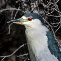 Head of Black-crowned Night Heron (Nycticorax nicticorax)