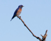 6/2/2012 Blackbirds, Bluebird, & Deer: Summer Bird Count