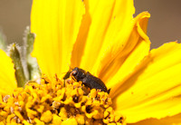 Beetle on Flower of Narrow-leaved Mule Ears (Wyethia angustifolia)