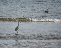 Snowy Egret (Egretta thula) at Pillar Point Marsh