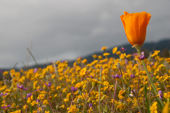 California Poppy (Eschscholzia californica) and Goldfields Lasthenia californica)