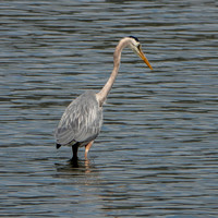 Great Blue Heron (Ardea herodias), Fishing