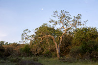 Twisted Oak and Moon