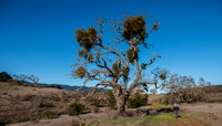 Chaparral, Oaks, Mistletoe