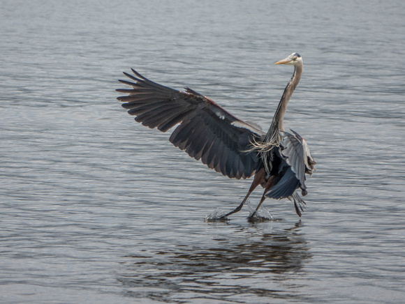 Great Blue Heron (Ardea herodias), Landing in the Shallows