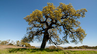 Lonely Valley Oak (Quercus lobata) in Spring