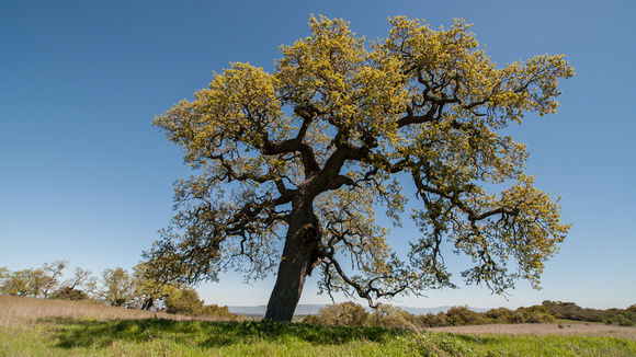 Lonely Valley Oak (Quercus lobata) in Spring