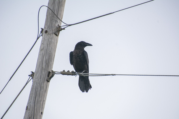 Common Raven (Corvus corax)