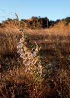 Grassland Plant