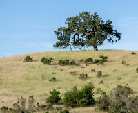 Hilltop Valley Oak