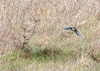 Western Bluebird (Sialia mexicana) Hunting