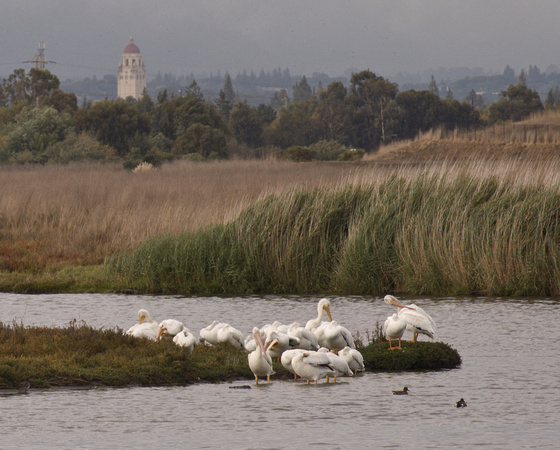 White Pelicans (Pelecanus erythrorhynchos) and Hoover Tower
