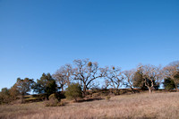 Valley Oaks (Quercus lobata) on Ridge
