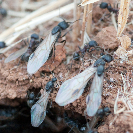 Winged Harvester Ants (Messor andrei) Leave the Nest