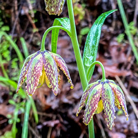 3/15/2020 Trillium and More on Eagle Trail