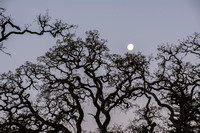 Moonset in Oak Branches