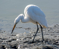 2/17/2008 Palo Alto Baylands Bioblitz