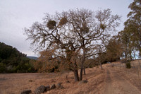 Stressed Black Oak (Quercus kelloggii)