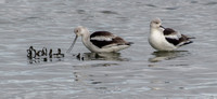 American Avocet (Recurvirostra americana) Pair