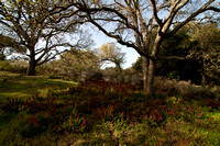 Indian Warrior (Pedicularis densiflora) beneath Oaks