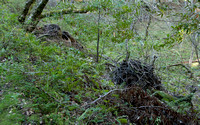 Nests of Dusky-footed Wood-rat (Neotoma fuscipes)