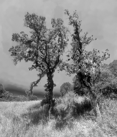 Two Oaks at Noontime