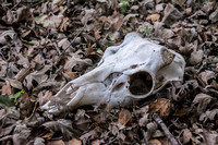 Skull near Mapache Gate