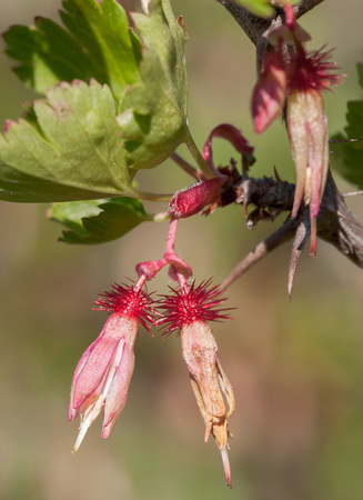Flowers and Leaves of Hillside Gooseberry (Ribes californicum var. californicum)