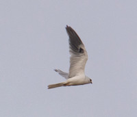 White-tailed Kite in Flight