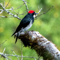 Male Acorn Woodpecker (Melanerpes formicivorus)