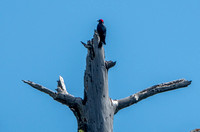 Acorn Woodpecker (Melanerpes formicivorus), with Insect