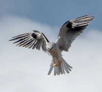 White-tailed Kite (Elanus leucurus), Kiting Again