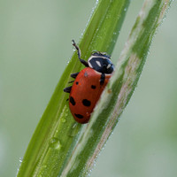Ladybug Beetle (Family Coccinellidae)
