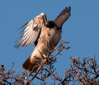 Red-tailed Hawk (Buteo jamaicensis) Gets Ready to Fly