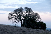 Valley Oak on Serpentine Ridge before Dawn
