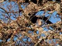 Small Bird in Valley Oak