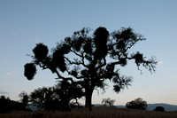 Scattering Flock, Mistletoe in Valley Oak