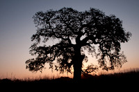 Lonely Valley Oak at Dawn