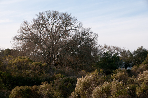 Valley Oak (Quercus lobata) and Coyote Brush (Baccharis pilularis)