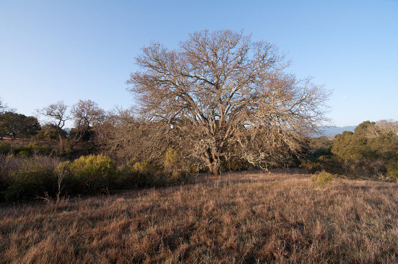 Valley Oak at Dawn