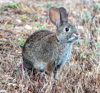 9/20/2022 Bunnies, Quail, and Panoramas: More from Windy Hill