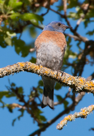 Western Bluebird (Siala mexicana) on Branch