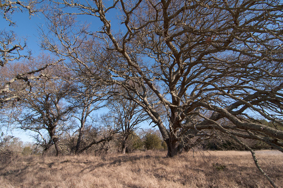 Spreading Valley Oak (Quercus lobata)