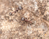 Harvester Ants (Messor andrei) on Serpentine Rock