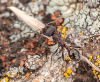 Harvester Ant (Messor andrei) with Grass Seed