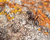 Harvester Ant (Messor andrei) on Lichen-covered Serpentine Rock