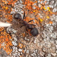 Harvester Ant (Messor andrei) on Lichen-covered Serpentine Rock